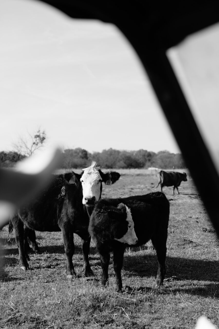 black and white mom and baby cow in a field in texas