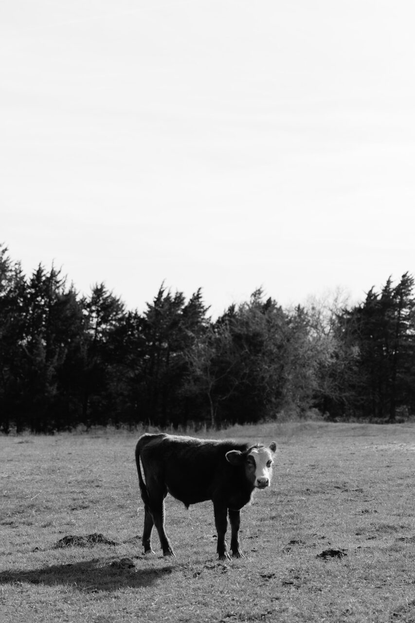 black and white baby cow in a field in texas
